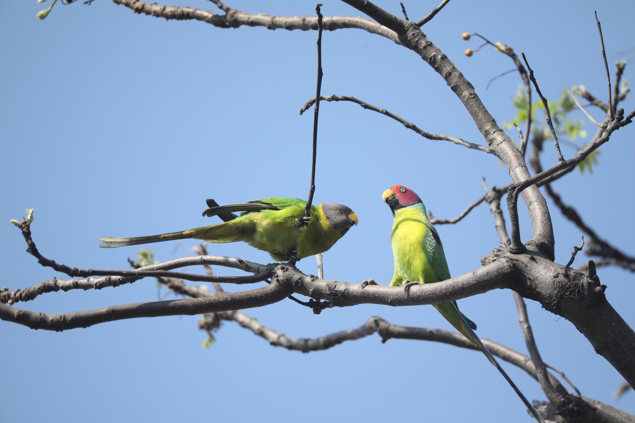 Birdlife in the Corbett forest