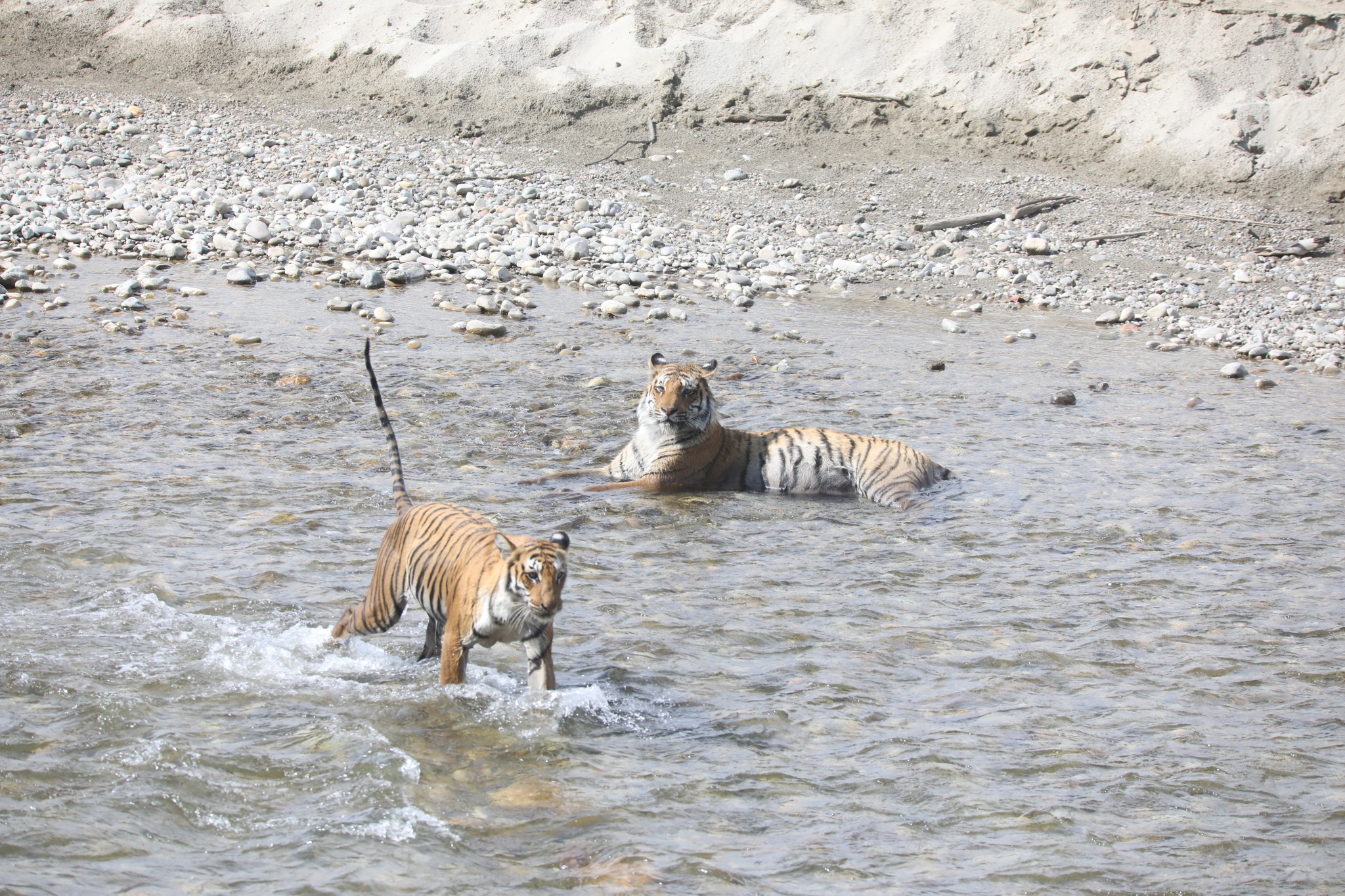 Wildlife in a natural river habitat
