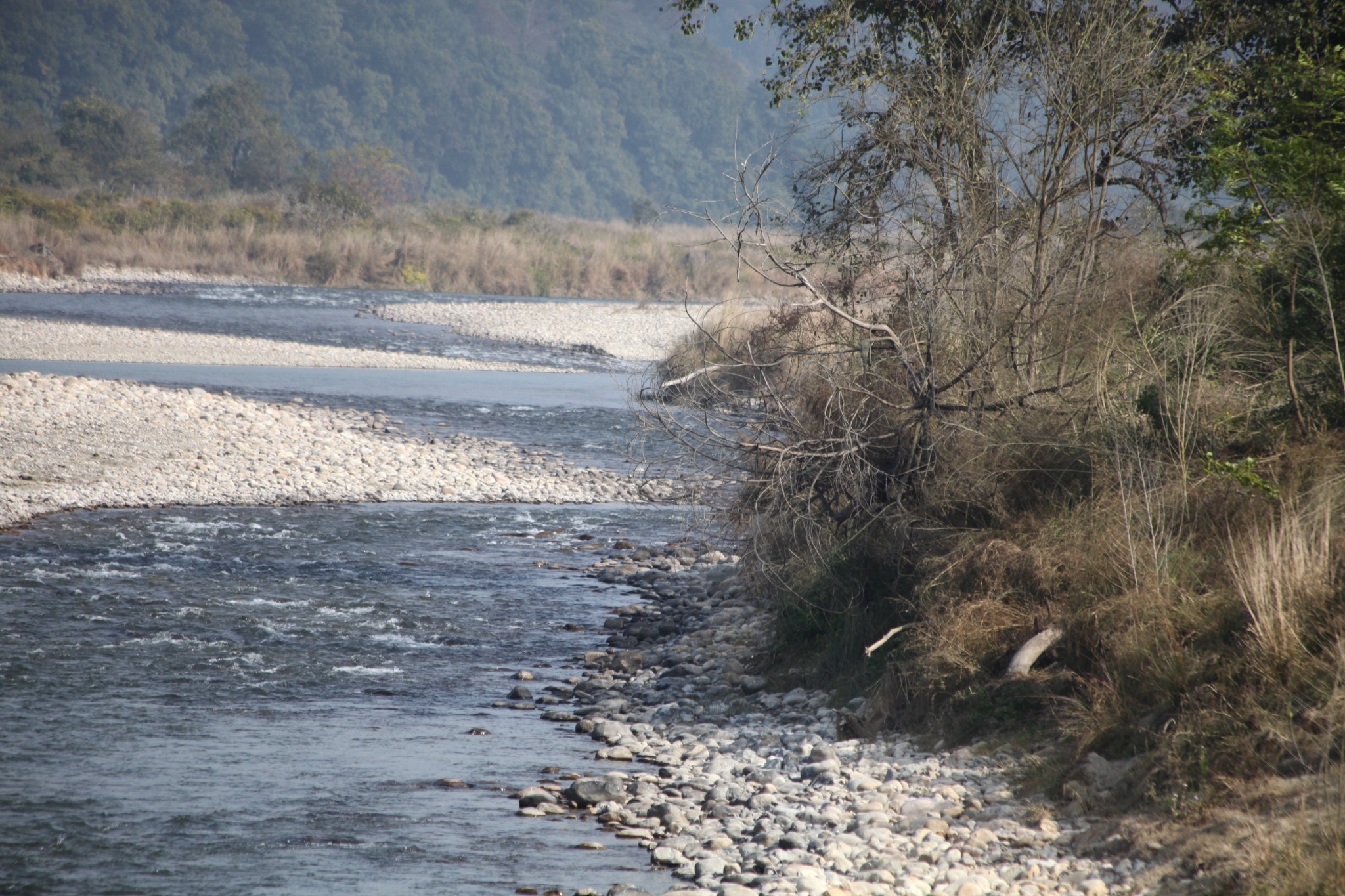 Corbett forest and river landscape
