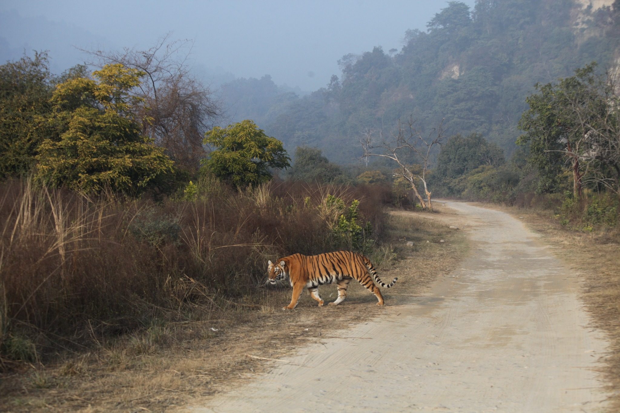 Tiger and forest landscape in the Corbett area